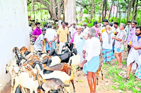 మేకల సంతకు పోటెత్తిన గ్రామీణులు