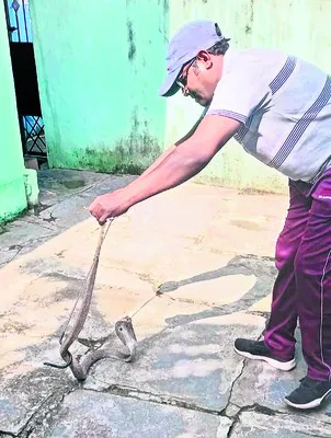 రెండు తాచుపాముల పట్టివేత