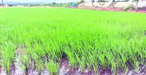 వరిలో సస్యరక్షణ చర్యలు 