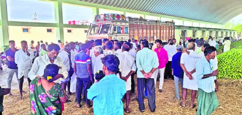చీనీ 