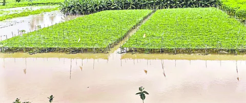 వరద మ