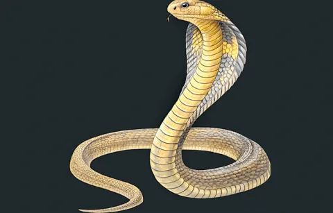 The growing threat of snakes due to climate change