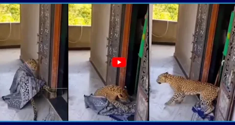 Viral Video Leopard Suddenly Entered In house At Udaipur 1