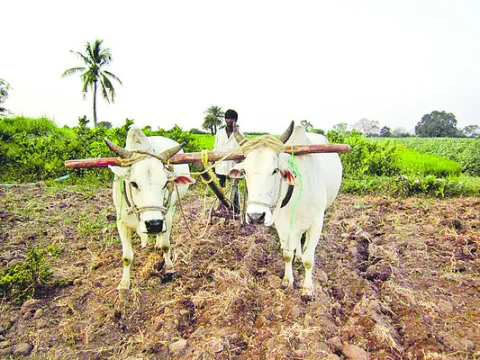యాసంగిపైనే ఆశలు