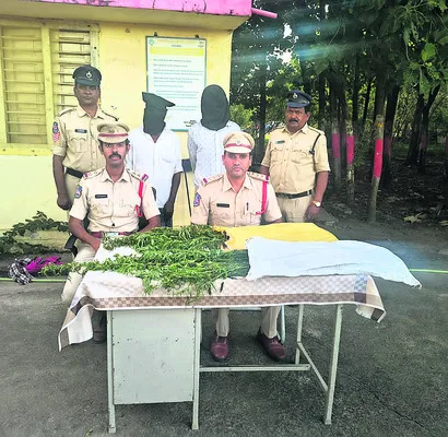 పంట చేలలో గంజాయి సాగు