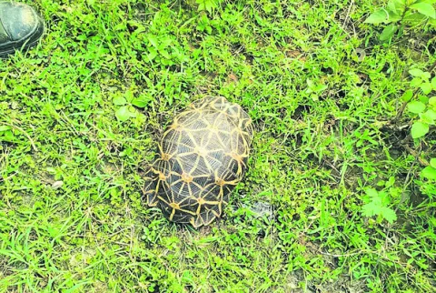 అడవిలో అరుదైన నక్షత్ర తాబేలు