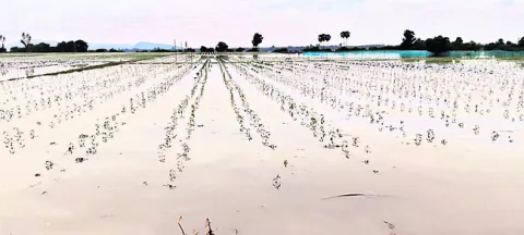 గోదావ