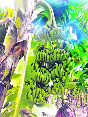 10న మెగా జాబ్‌ మేళా 