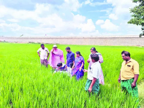 తెగుళ్ల నివారణపై రైతులకు అవగాహన