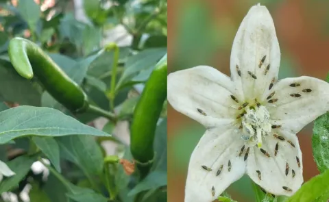 Sagubadi Chilli black thrips management How to control