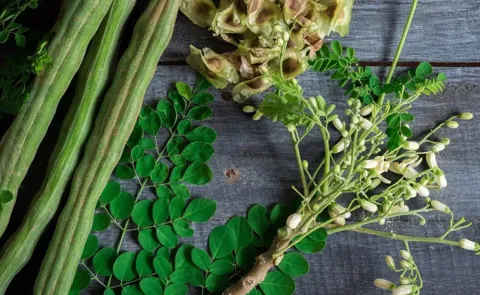 Sagubadi Moringa oleifera Mechanisms of drought tolerance Strategies