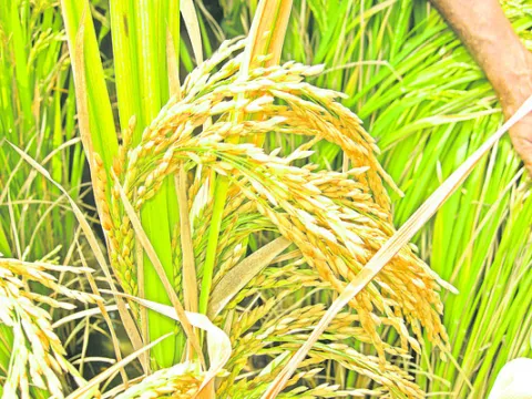 ఉత్పా