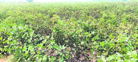 దిగుబడిపై వానదెబ్బ