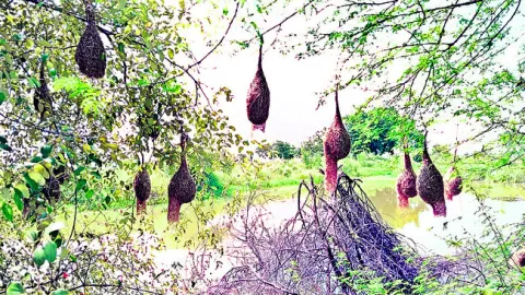 గిజిగ