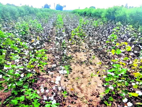 కూలీల కొరత.. రైతుల వ్యథ 