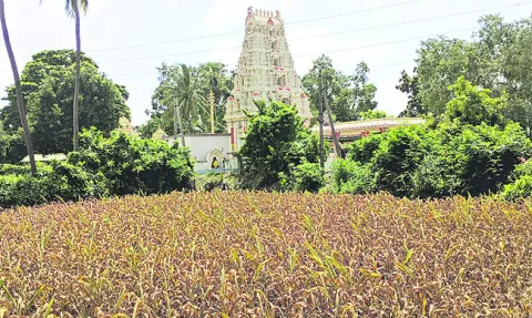 పాపం.