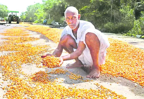 మక్కకు దిక్కేది? 