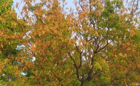 die back disease spreads again in neem trees in Nalginda dist at telangana