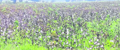 నిబంధనల గుదిబండ 