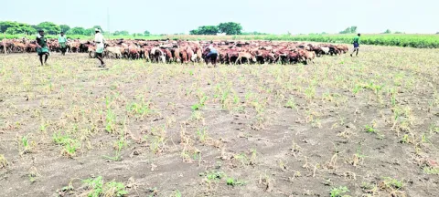 గొర్రెల మేతగా ఉల్లి పంట.. 