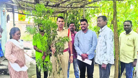 గంజాయ