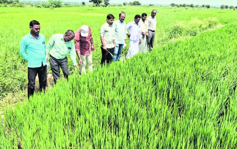 సాగులో నూతన పద్ధతులు అవలంబించాలి 