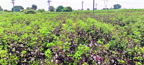 నాణ్యత ‘తెల్ల’బోయి! 