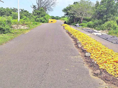 ఆ పక్క.. ఈ పక్క.. మక్క 