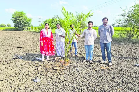 ఆయిల్‌పామ్‌ సాగుతో లాభాలు 
