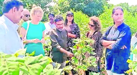 పత్తి పంట పరిశీలన

