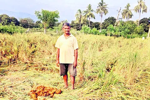 యల్లంపల్లిలో గజరాజులు