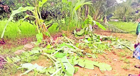 మళ్లీ ఏనుగుల దాడి 
