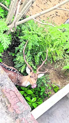 కుక్కలు తరమడంతో ఇంట్లోకి దుప్పి..