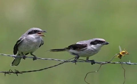 Shrikes: Meet the Bird That Impales Prey on Spikes12