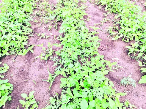 ఘాటు తగ్గిన మిర్చి