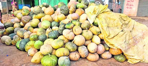 మన్యం గుమ్మడికి భలే డిమాండ్‌ 