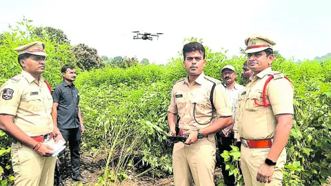 గంజాయి సాగుపై పోలీసుల ఉక్కుపాదం