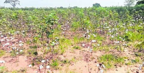 కౌలు.
