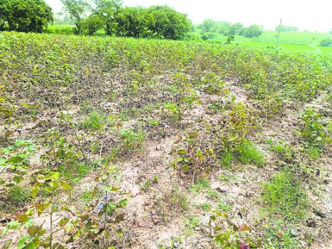 తెల్ల