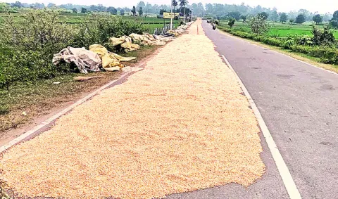 దారిపొడవునా మక్కలు..