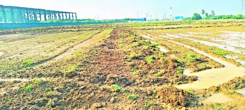 పరిహా