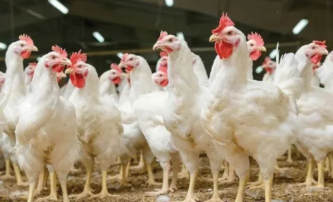 100 rupees kg chicken in kurnool
