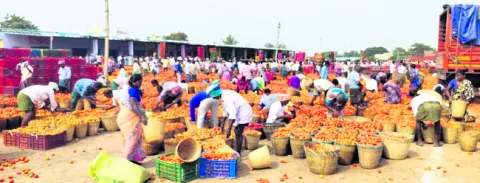ట‘మాట’ పడిపోయింది!