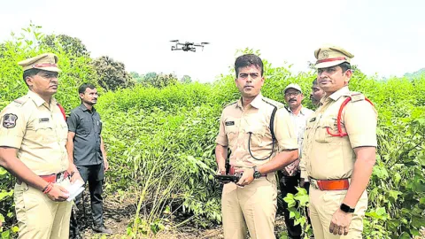 గంజాయ