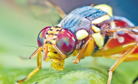 Fruit flies are destructive pests that damage a wide variety of fruit and vegetable crops