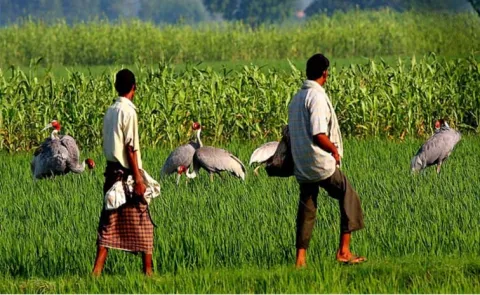 abandoned Eagle Vultures and its journey janaki lenin interesting story 