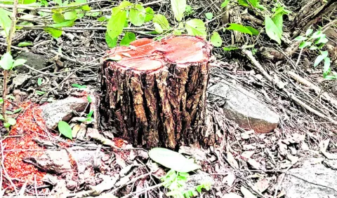 కలప విలువ రూ.3కోట్లకు పైగానే..