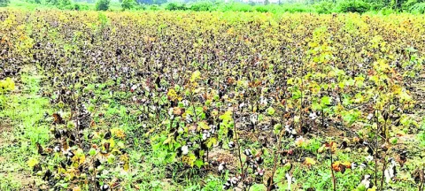 దూది 