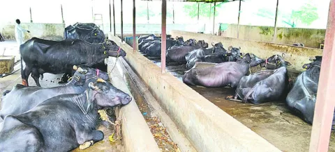 కష్టే
