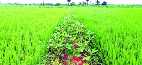 పొలం గట్లపై కూరగాయల సాగు 
